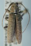  Ataxia setulosa