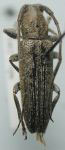  Ataxia yucatana