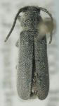  Mecasoma validicornis