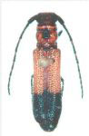  Phaea linsleyi