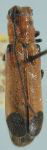  Phaea maryannae