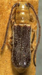  Phaea nigripennis