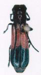 Phaea noguerai