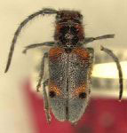  Tetraopes batesi