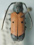  Tetraopes cleroides