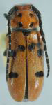  Tetraopes varicornis