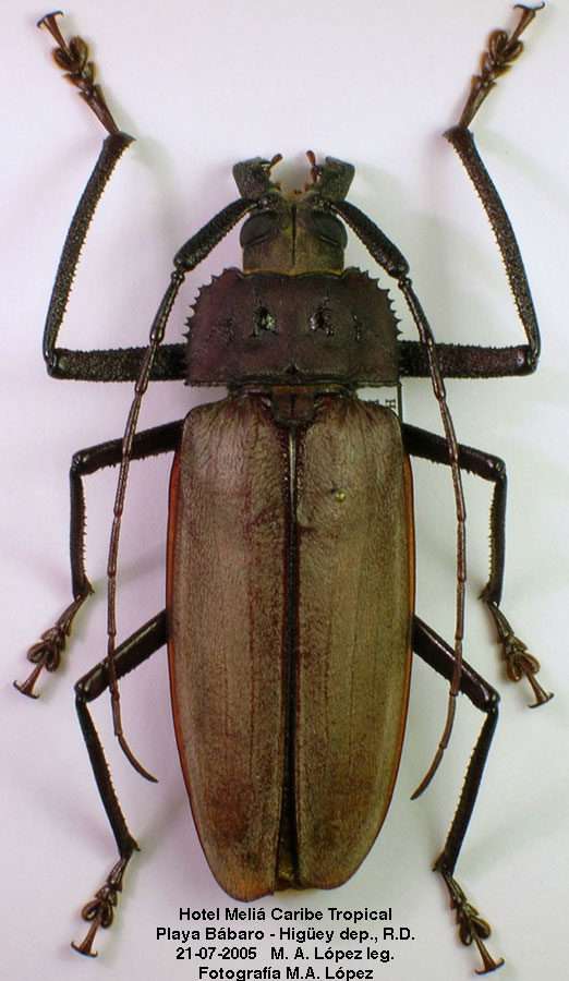 Mecosarthron domingoensis