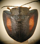  Akantaka bivittipennis