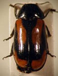  Babia elongata elongata