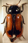  Babia elongata guerini