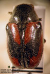 Coscinoptera argentina