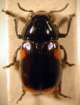  Dinopthalma amplicollis