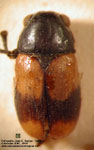 Dinopthalma excubitrix