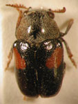  Euryscopa auropilosa