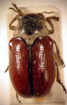  Euryscopa haematoptera