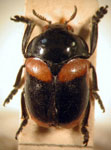  Stereoma angularis