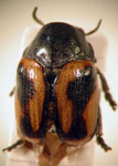  Urodera bergi