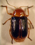  Cryptocephalus sp. 11