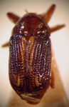  Cryptocephalus sp. 12