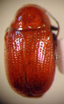  Cryptocephalus sp. 13