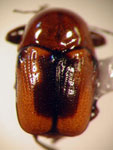  Cryptocephalus sp. 15