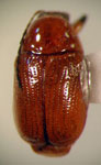  Cryptocephalus sp. 2