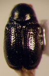  Cryptocephalus sp. 4