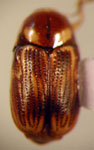  Cryptocephalus sp. 5