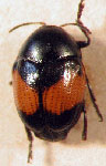  Lexiphanes biplagiatus