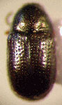  Lexiphanes sp. 2