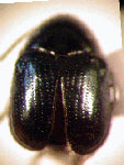  Lexiphanes sp. 16 