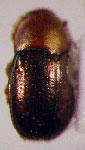  Lexiphanes sp. 18