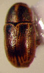  Lexiphanes sp. 8