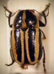  Metallactus sp. 2