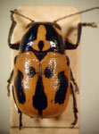  Metallactus sp. 3