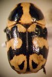  Metallactus sp. 4