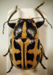  Metallactus sp. 5