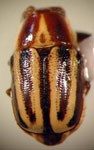  Metallactus sp. C