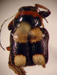  Metallactus sp. D