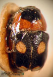 Metallactus sp. M