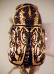  Pachybrachys sp. 7