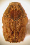  Chlamisus melochiae