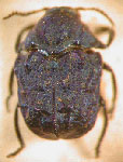  Chlamisus puncticollis indigaceus