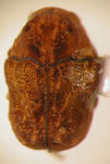  Chlamisus scortillus