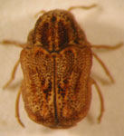  Chlamisus sp. 1