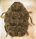  Chlamisus sp. 8