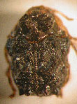 Chlamisus vianai