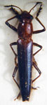 Goniolaguria meridionalis