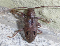  Trypanidius notatus (Fabricius, 1787: 139)