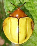  Omaspides (s. str.) trichroa (Boheman, 1854)